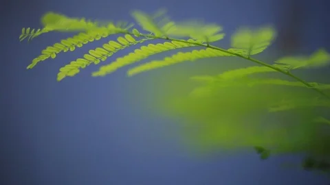 Fern green leaf blue background bright garden day plants season branch sky flora Stock Footage 98646583