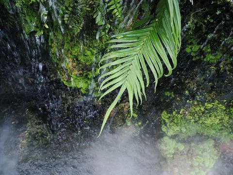 Fern green leaf on tree with artificial fog or mist in outdoor park Stock Photos