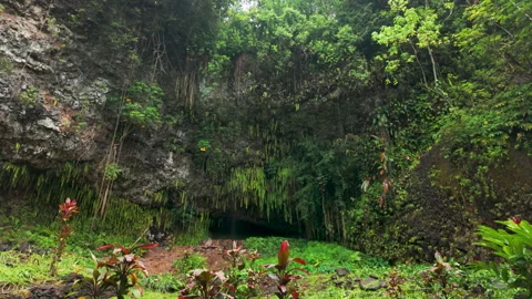 Fern Grotto, Kauai Stock Footage 345278892