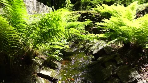 Fern growing along a small stream in natural park Stock Footage 278691648