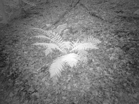 Fern growing on the forest floor with fallen leaves around it in a wooded are Stock Photos