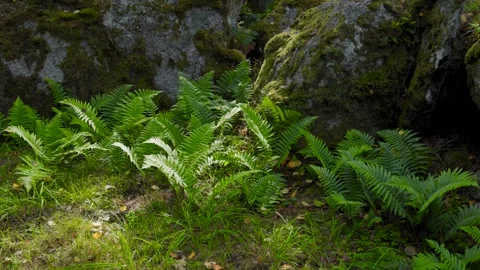 Fern Growing on the Forest Floor Video stock 316302003