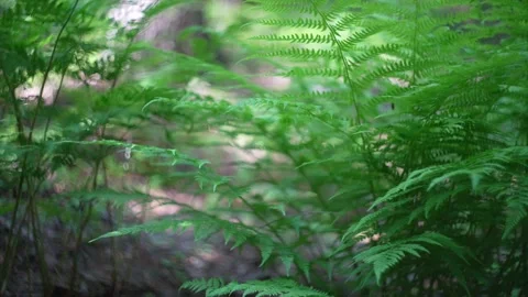 Fern growing in the forest Stock Footage 275049688