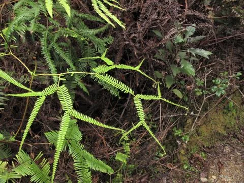 Fern growing in the forest Stock Photos