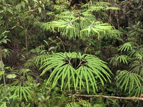 Fern growing in the forest Stock Photos