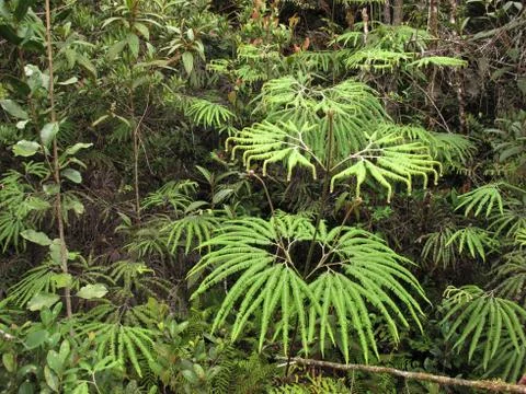 Fern growing in the forest Photos