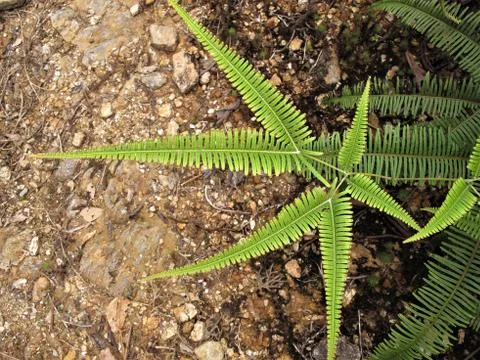 Fern growing in the forest Stock Photos