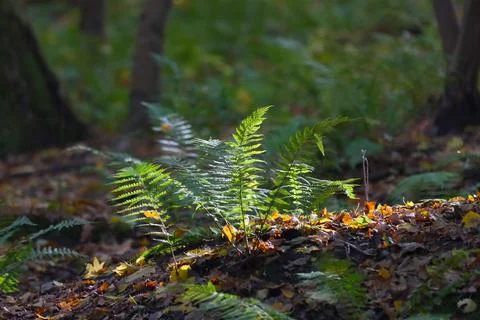Fern growing in the forest. Stock Photos