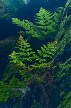 Fern growing in the gap between the rocks covered with green moss. Stock Photos