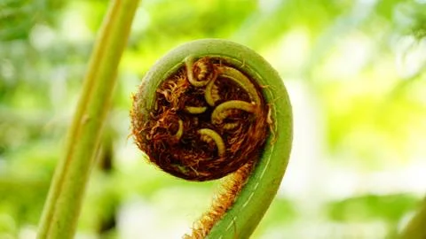 Fern growing leaf spiral pattern Stock Photos