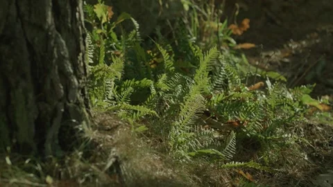Fern growing near a tree Stock Footage 273569663