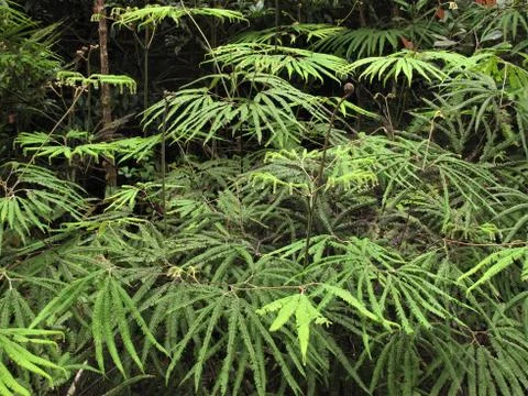 Fern growing Stock Photos