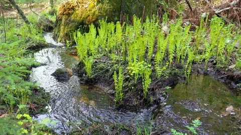 Fern growing by streaming brook Stock Footage 266486663