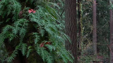 Fern growing from tree trunk Stock-Footage 147238996