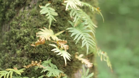 Fern growing on the tree trunk with moss on it. Blurry \ bokeh background. Stock-Footage 76890638