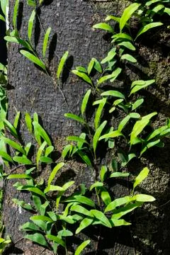 Fern growing on tree trunk Stock Photos