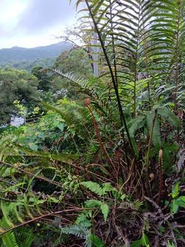 Fern growing in the wild Stock Photos