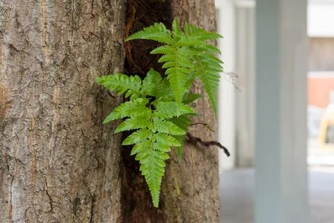 Fern grows beside weathered tree trunk Stock Photos