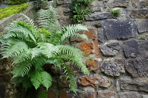 Fern grows in the castle wall Stock Photos