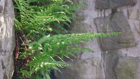 A fern grows on a stone wall Stock Footage 289019092