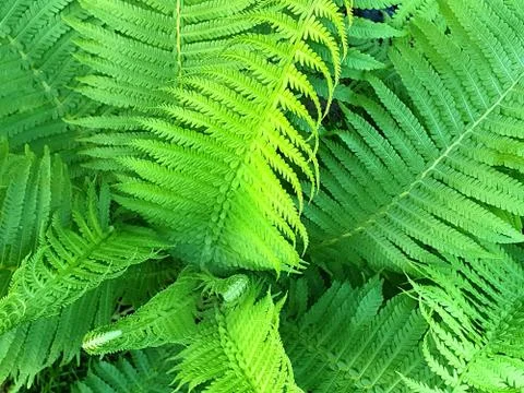 Fern growth background. 库存照片