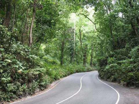 Fern Gully Stock Photos