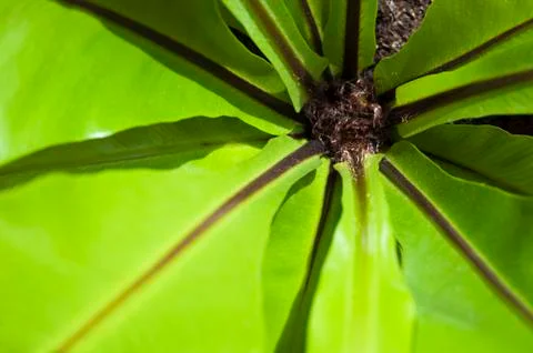 Fern heart in closeup Stock Photos