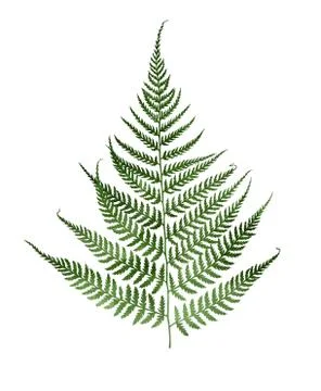 Fern herbarium on white Stock Illustration