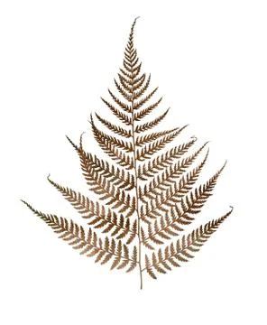 Fern herbarium on white Stock Illustration
