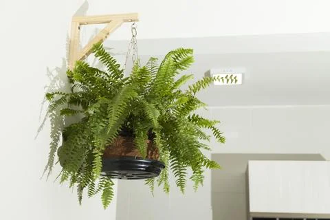 A fern indoors Фото