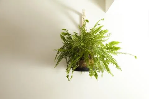 A fern indoors Fotos Stock