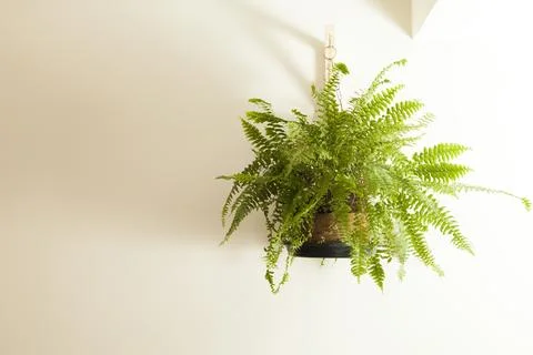 A fern indoors Fotos Stock