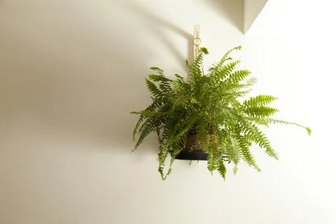 A fern indoors Fotos Stock