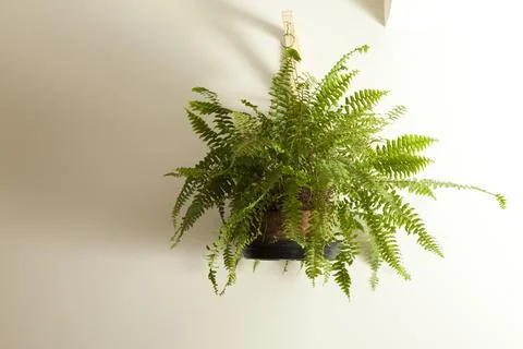 A fern indoors Stock-Fotos