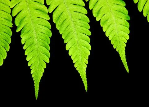 Fern isolated on black background Stock Photos