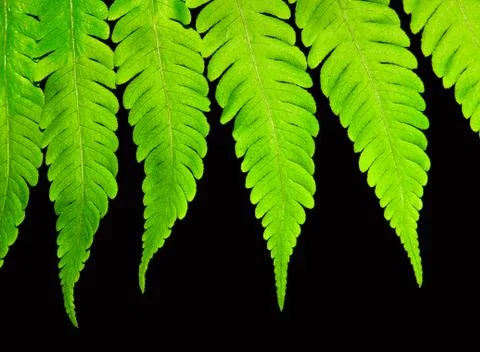 Fern isolated on black background Stock Photos