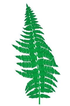 Fern isolated on white background Illustrazione stock