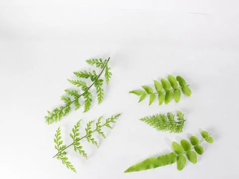 Fern isolated on white background Stock Photos
