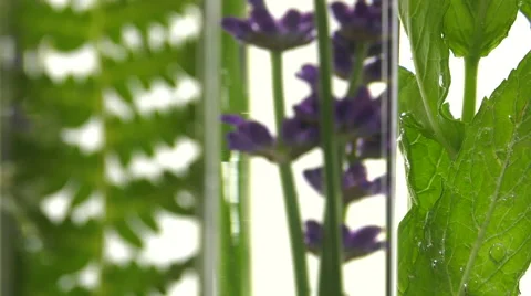 Fern, lavender and mint in test tubes 스톡 동영상 64328969