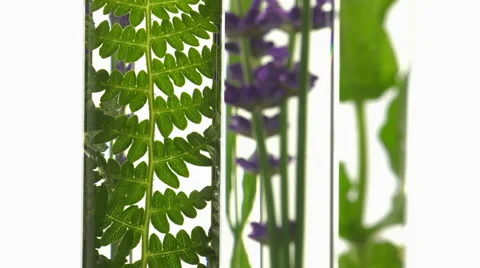 Fern, lavender and mint in test tubes Video stock 64329032