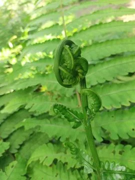Fern laves Stock Photos