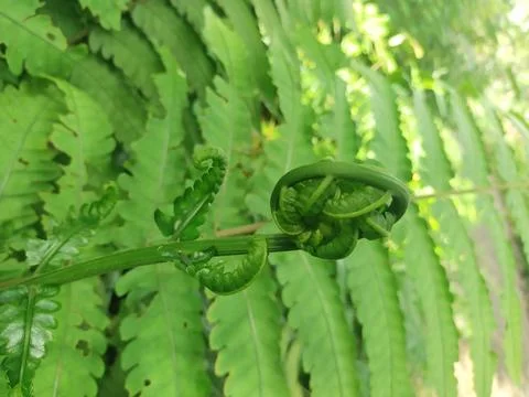 Fern laves Stock Photos