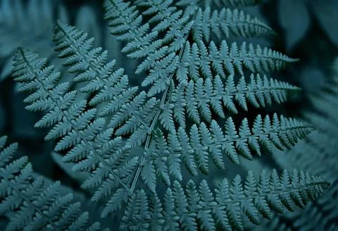 Fern leaf background, close-up Common bracken Natural fern pattern Foto stock