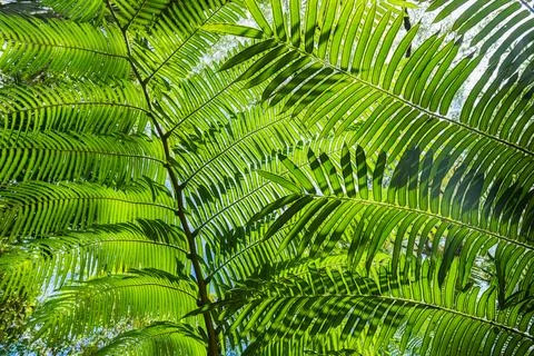 Fern leaf background. green leaf texture background. 스톡 사진