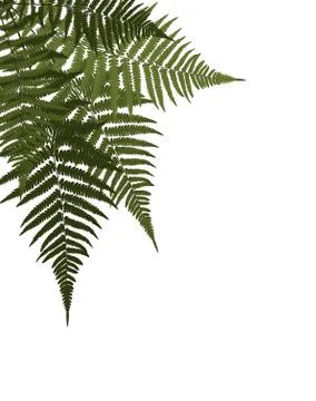 Fern Leaf  Background Illustration Stock Illustration