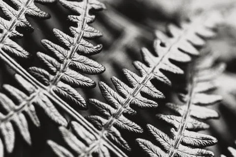 Fern leaf background, monotone Stock Photos