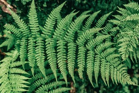 Fern leaf background Stock-Fotos