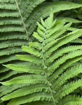 Fern Leaf Background Stock Photos