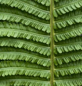 Fern Leaf Background. Stock Photos