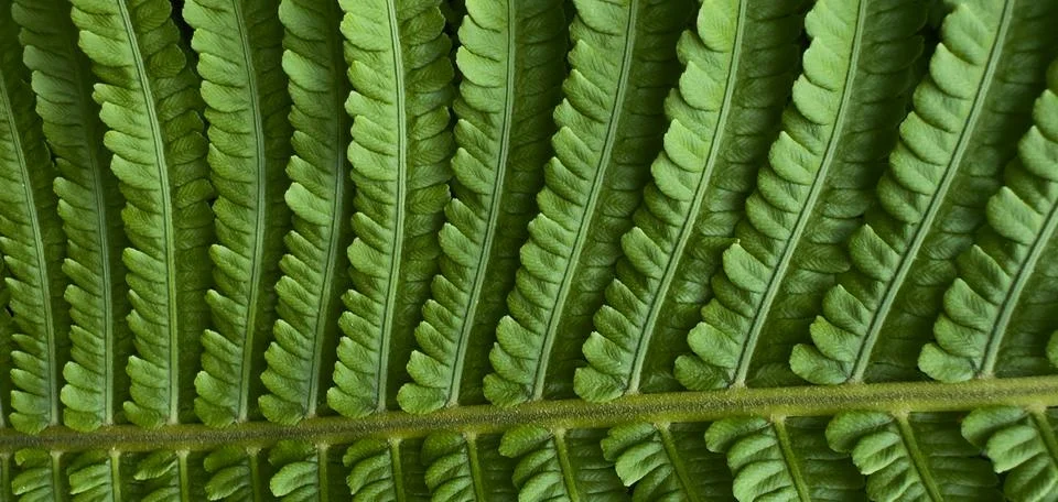 Fern Leaf Background Stock Photos